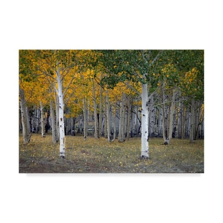 J.D. Mcfarlan 'Dixie Forest, Ut' Canvas Art,22x32